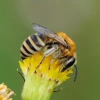 Colletes fodiens