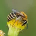 Colletes fodiens