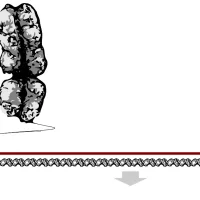 DNA