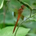 Evening Skimmer (Tholymis tillarga)