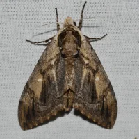 Elm sphinx moth