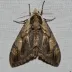 Elm sphinx moth