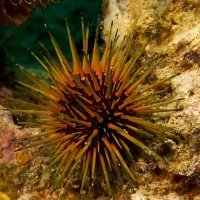 Echinometra viridis