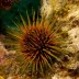 Echinometra viridis