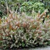 Erica vagans 'Cornish Cream'