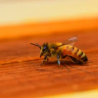 Giant Mountain Honey Bee (Apis laboriosa)