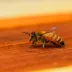 Giant Mountain Honey Bee (Apis laboriosa)