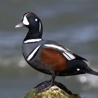 Harlequin Duck
