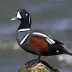 Harlequin Duck