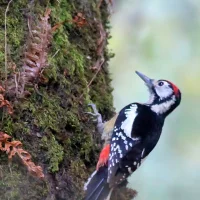Himalayan Woodpecker