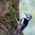 Himalayan Woodpecker