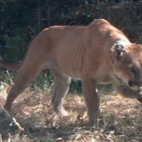 Hill's Science Diet Kitten