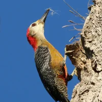 Jamaican Woodpecker