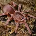 King Baboon Tarantula (Pelinobius muticus)