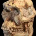 Little Foot (StW 573, Australopithecus)