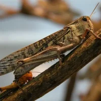 Migratory Locust (Locusta migratoria)