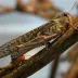 Migratory Locust (Locusta migratoria)