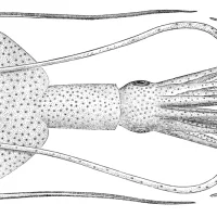Mastigoteuthis agassizii