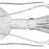 Mastigoteuthis agassizii