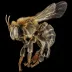 Melipona compressipes