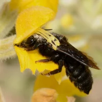Megachile parietina