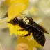 Megachile parietina