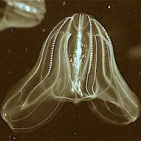 Mnemiopsis mccradyi