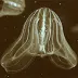 Mnemiopsis mccradyi