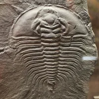 Olenellus