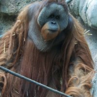 Orangutan Foundation International