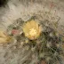 Powder Puff Cactus (Mammillaria bocasana)