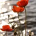 Poppy