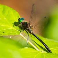 Petite Emerald (Dorocordulia lepida)