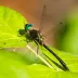 Petite Emerald (Dorocordulia lepida)