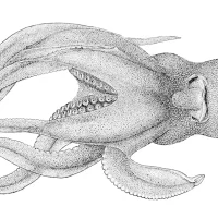Pteroctopus schmidti