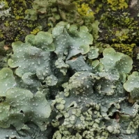 Punctelia subrudecta