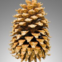 Pinecone