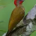 Rufous-winged Woodpecker