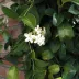 Stephanotis