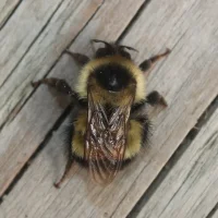 Sanderson's Bumblebee (Bombus sandersoni)