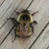 Sanderson's Bumblebee (Bombus sandersoni)