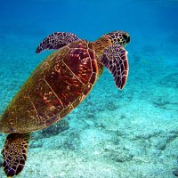 Sea Turtle Conservancy