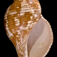 True Tulip Snail (Fasciolaria tulipa)