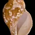 True Tulip Snail (Fasciolaria tulipa)