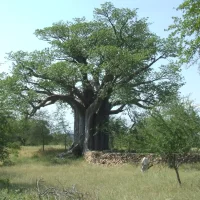 Thulamela