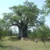 Thulamela