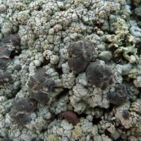 Trapeliopsis granulosa