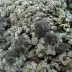 Trapeliopsis granulosa