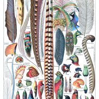 The Weight of Feathers