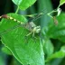 Unicorn Clubtail